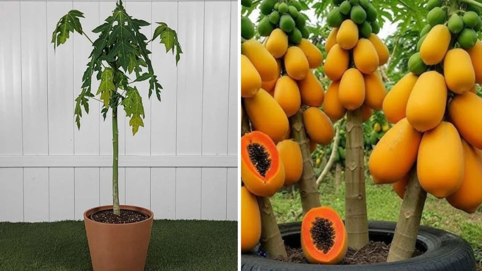 papaya tree propagation, growing papaya from seed, beginner guide to papaya, propagate papaya cuttings, fast papaya growth tips, home papaya cultivation, papaya gardening benefits
