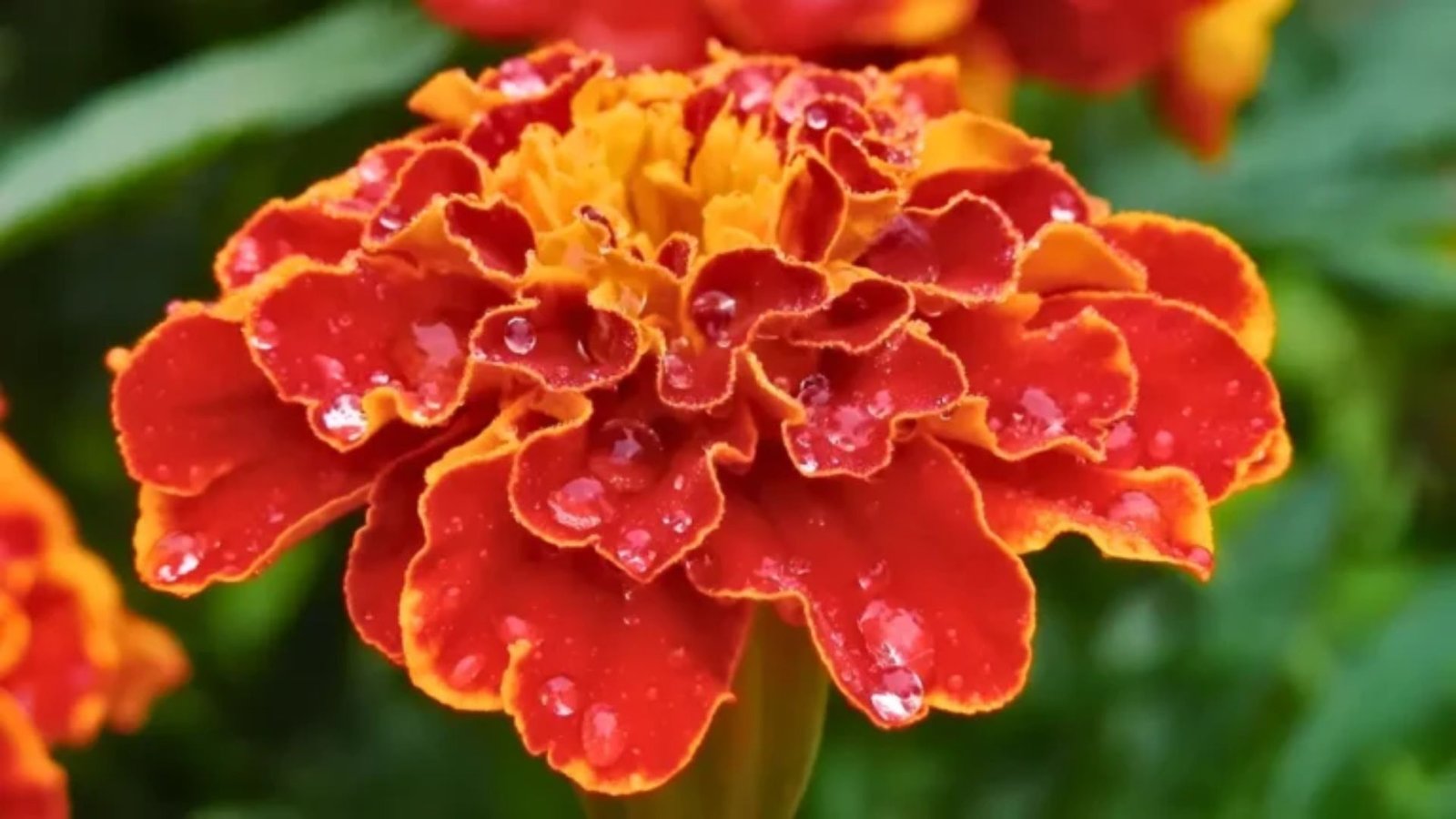 Marigolds