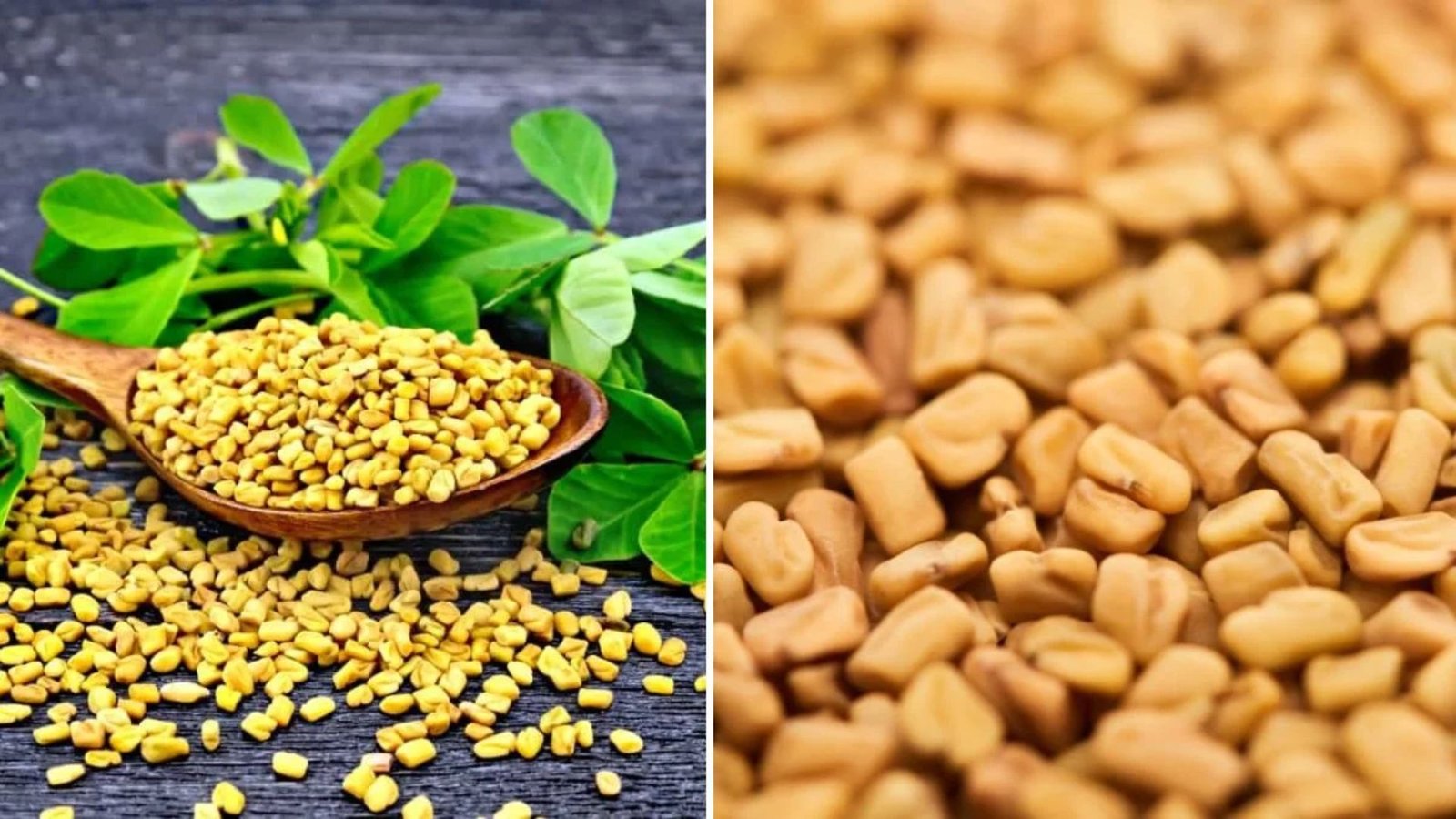 Fenugreek