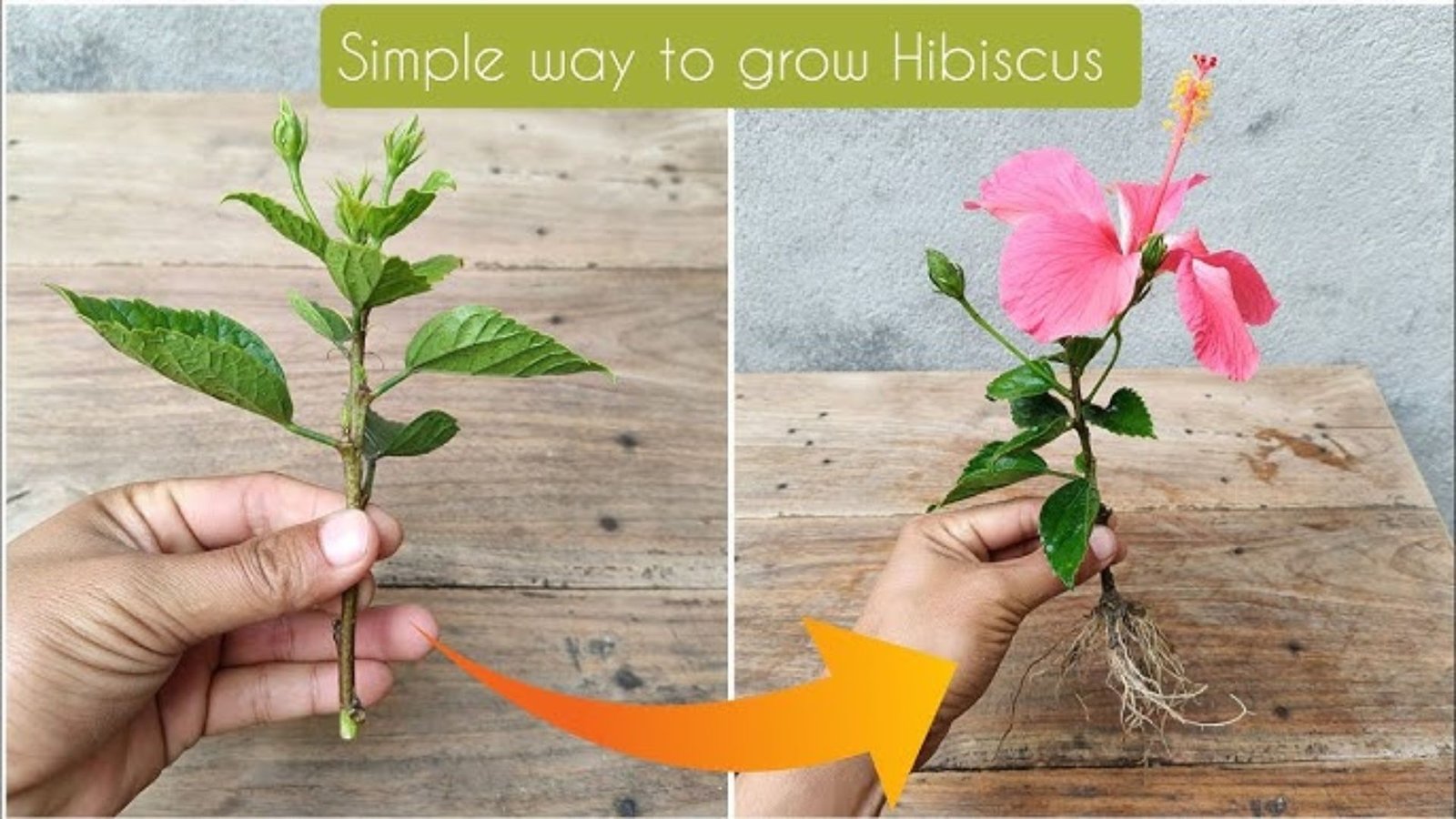 Hibiscus