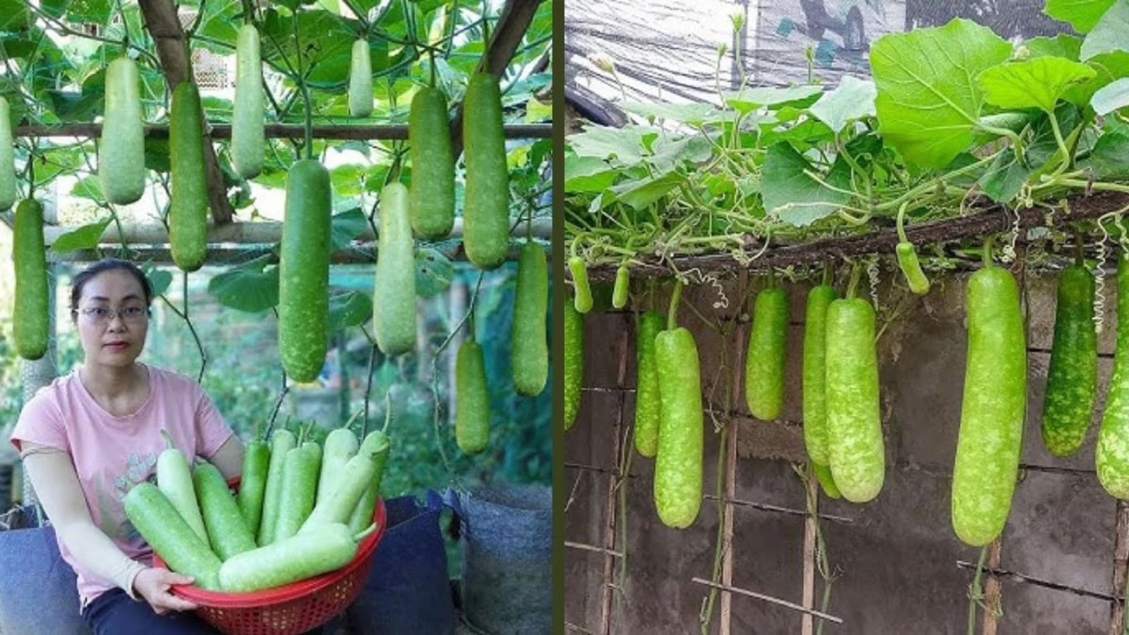 growing gourds in soil bags, soil bag gardening, gourd yield comparison, traditional ground farming, grow bag tips, sustainable gardening, hobby gardening hacks
