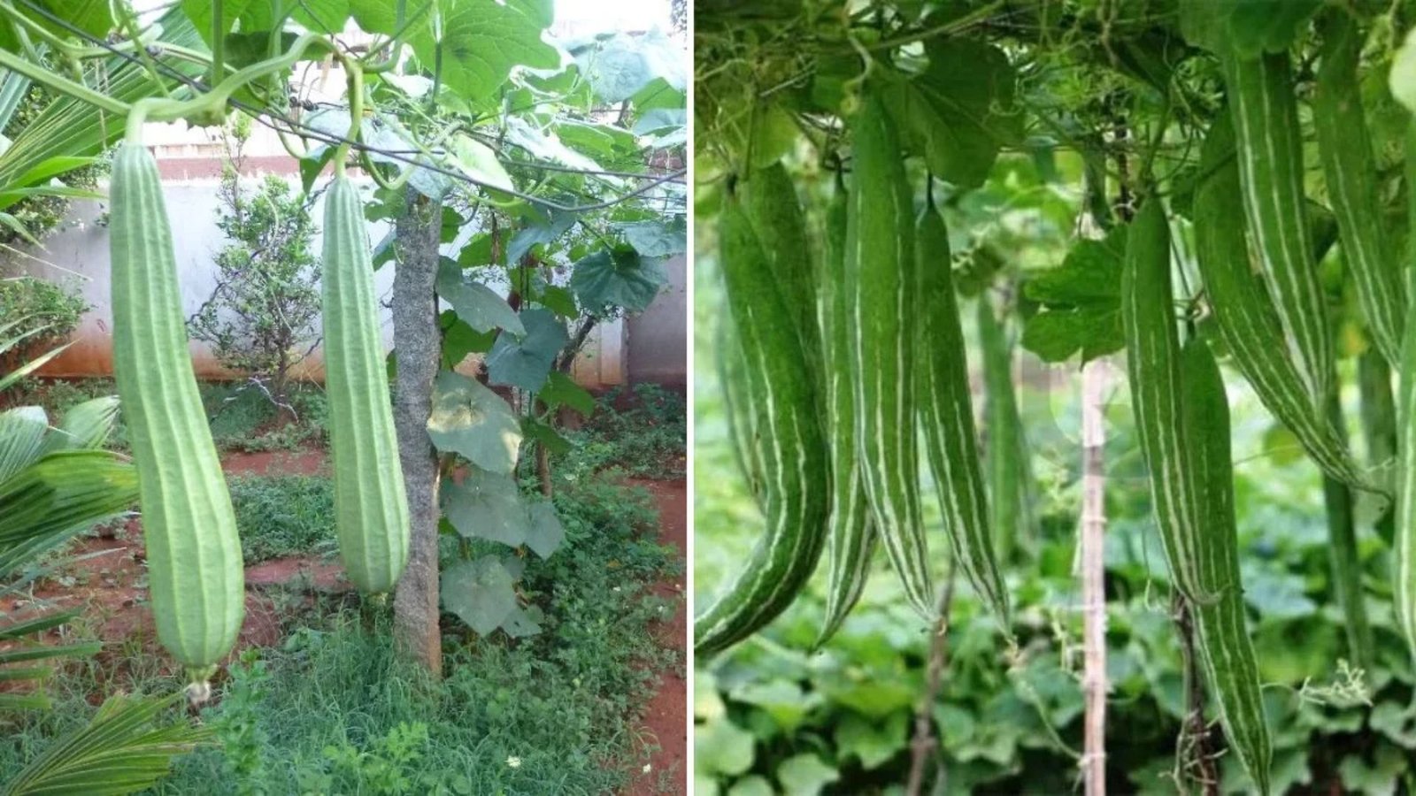 Snake Gourd